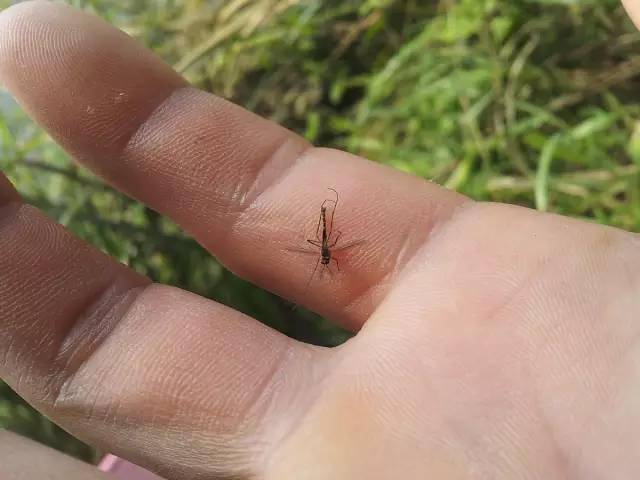 全程图文记录最原生态的一次钓行,用水蜈蚣做钓饵_白条_钓鱼人_钓友