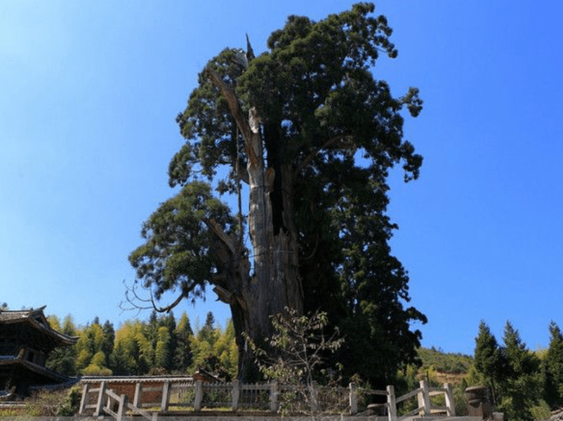 我国最奇特的古树，树干被掏空却存活了1500年，游客可出入树洞