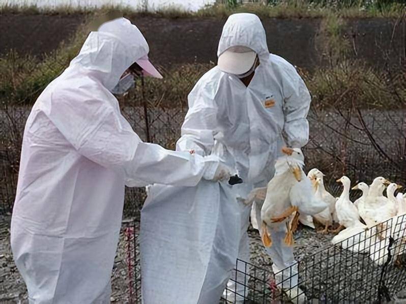 37国已扑杀4800家禽,欧洲爆发史上最大禽流感!