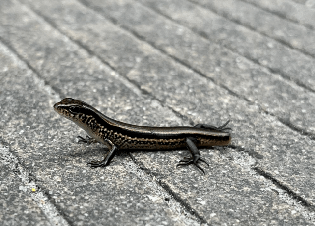 云南女子偶遇罕见无尾黑蜥 宛如黑宝石全身漆黑发亮_蜥蜴_种类_发消息