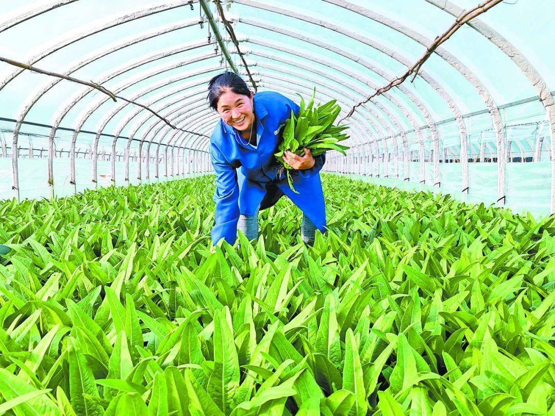 油麦菜种植全过程图片