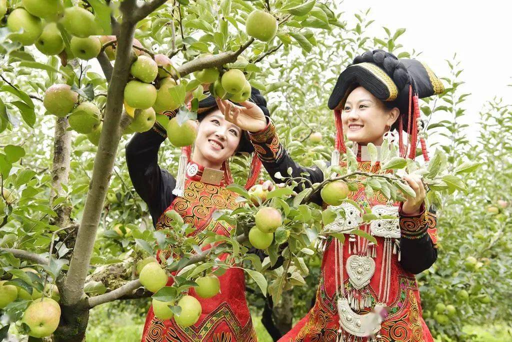 金秋时节,越西县普雄镇阳坡村水稻丰收,田野里金黄一片.