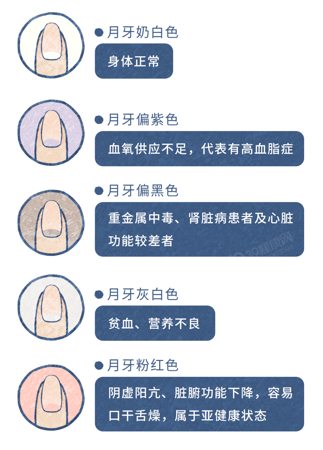 指甲上有月牙，到底是健康还是营养不良？科学解释来了_细胞_速度_身体