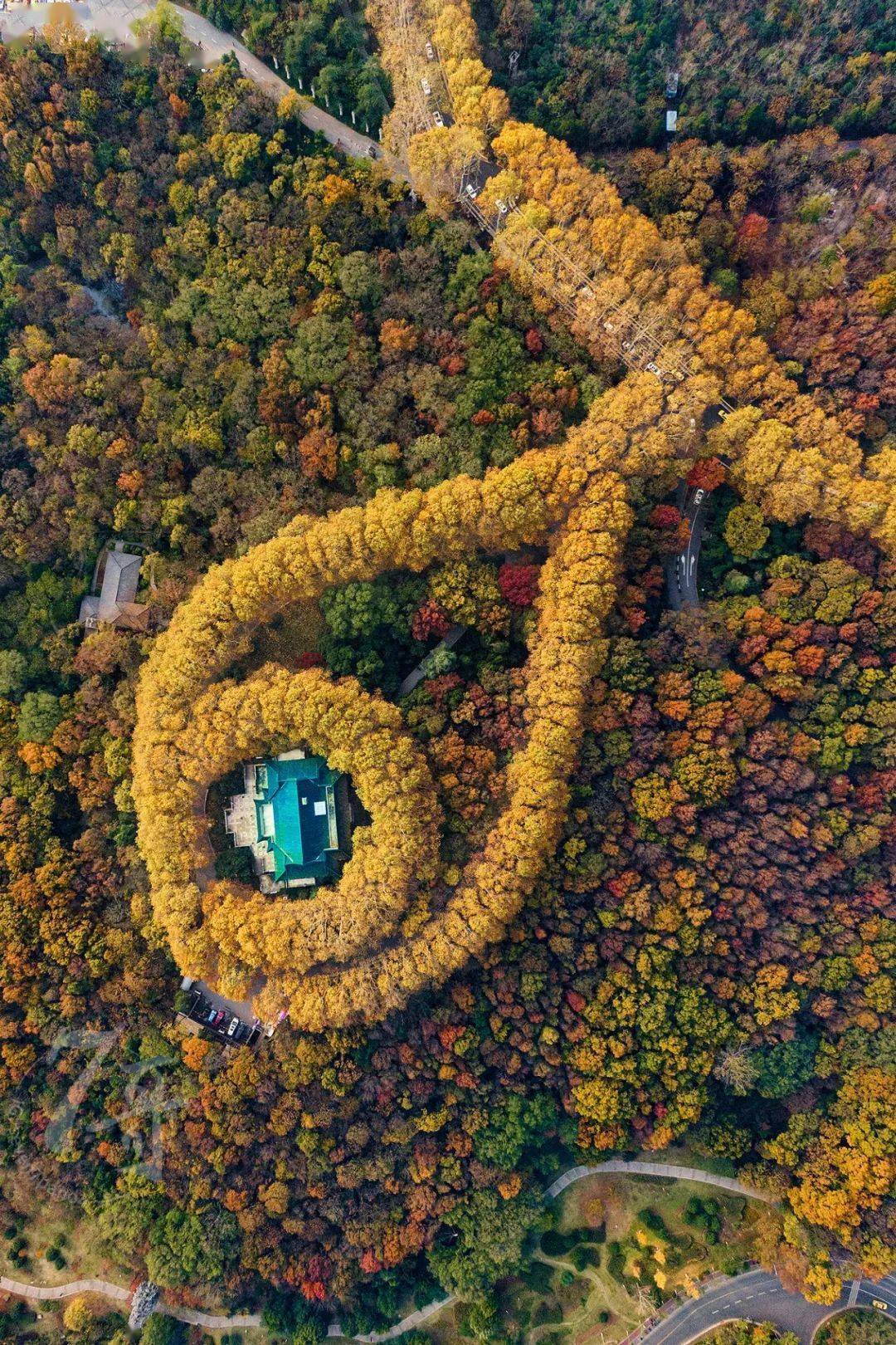 明孝陵金黄色的秋日梧桐清凉山火红色的漫天枫叶邂逅千年的金陵古调