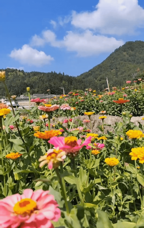 青山綠水是無價之寶 | 永安安貞堡:金秋十月菊花開_色彩_審核_鄧怡虹