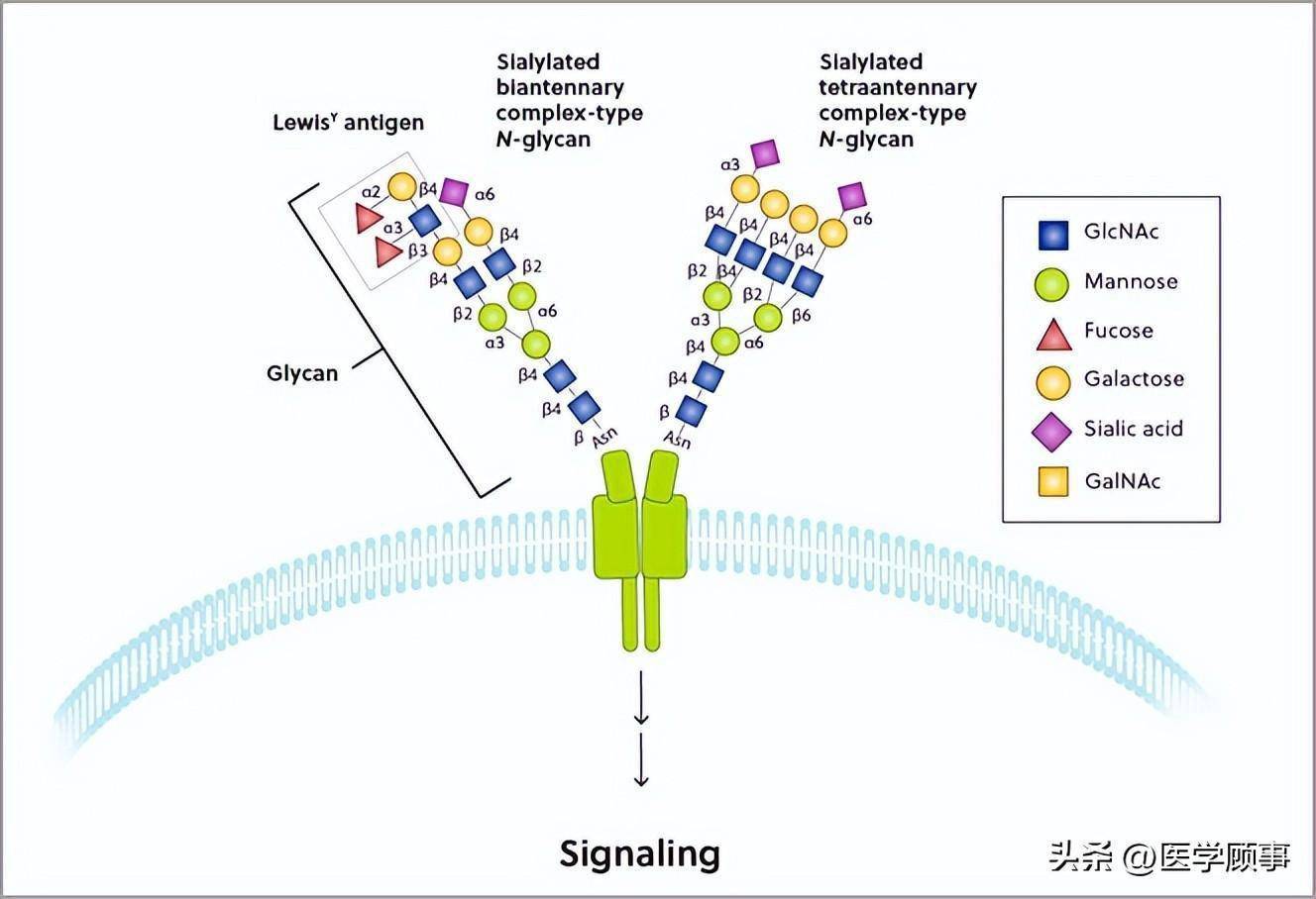 生物正交化学：探索糖在细胞中的重要性_手机搜狐网