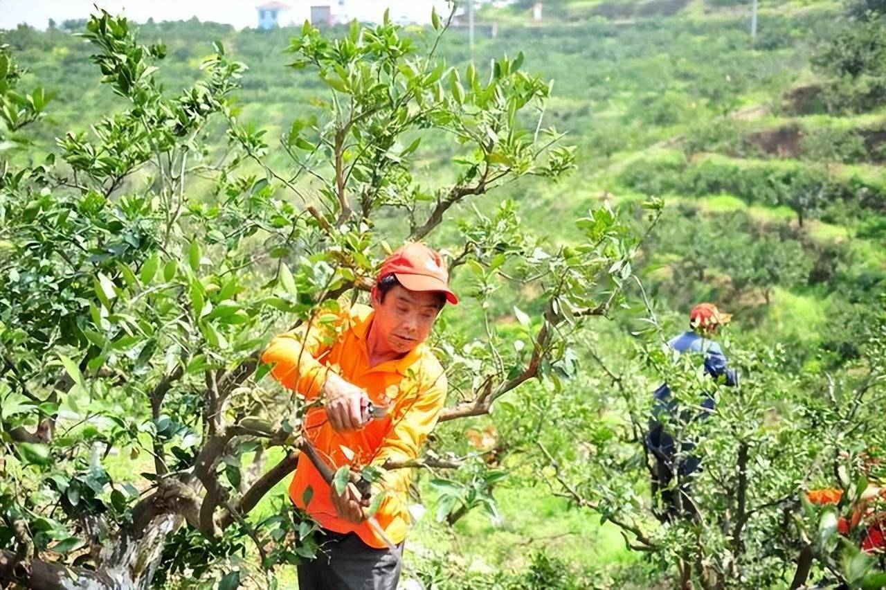 如何修剪才能省功省力？学会这个方法，内膛挂果5个变10个_手机搜狐网