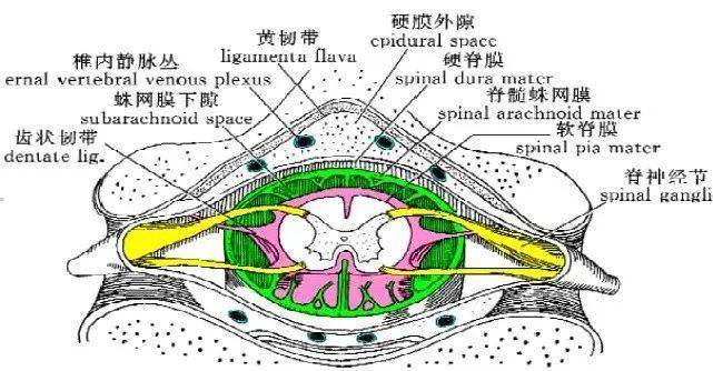 图片来源丨图虫创意01解剖硬膜外腔是一位于椎管骨膜与硬脊膜之间的