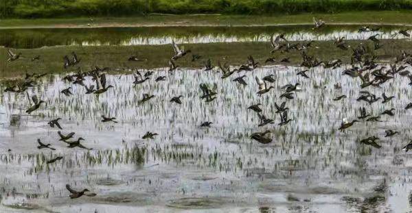 今年首批冬候鸟抵达洪泽湖湿地：总数超2000只、比往年来得更早些_鸟类_保护区_种类