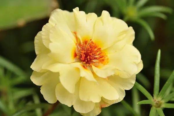 花朵与花蕊"荣",目前只在周代的文字中出现.