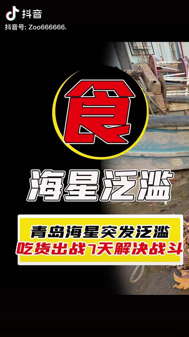 青岛海星泛滥!