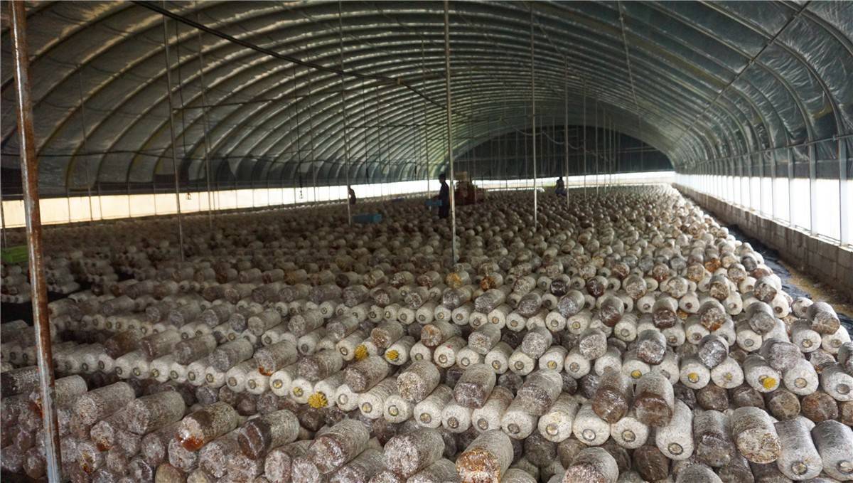 清镇市和平食用菌种植基地:小菌子释放致富大"蘑"力_大棚_卫城镇_规模