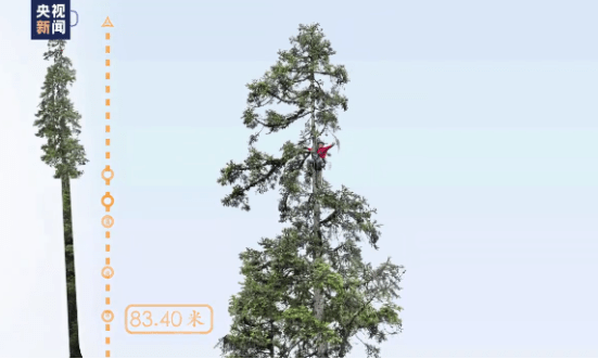 纪录刷新！中国最高树木83.4米
