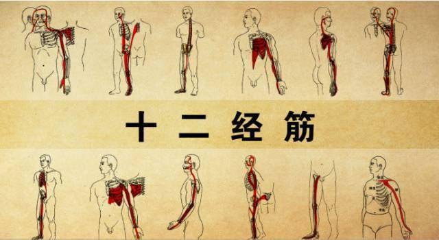 人体筋结位置图片