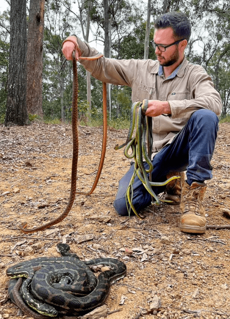 10条蛇入侵黄金海岸民宅!蛇皮蛇粪到处都是!_天花板_数量_房屋