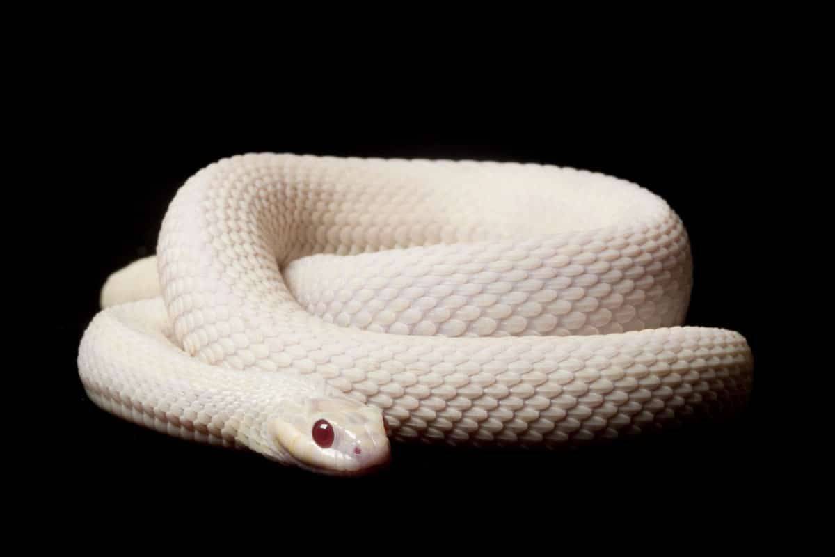 这些白色的蛇,漂亮的无与伦比,爱了,爱了,盘点12中白色的蛇