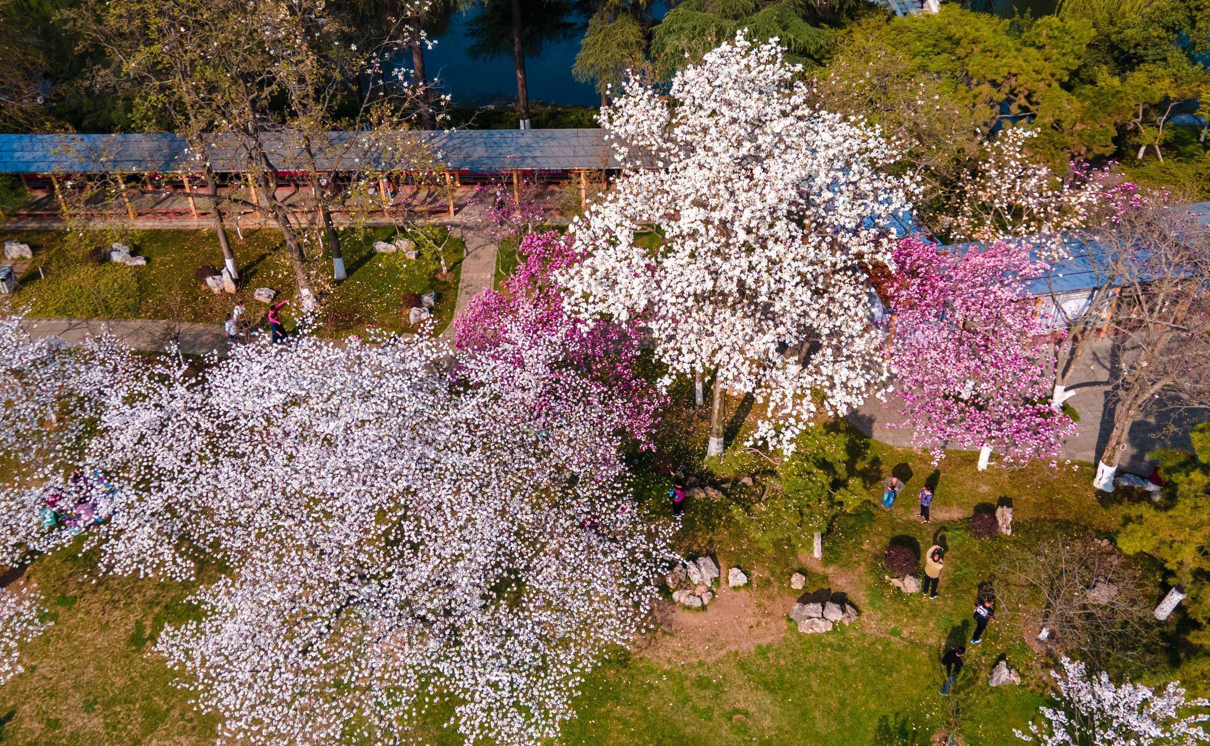 南京花海风景区图片