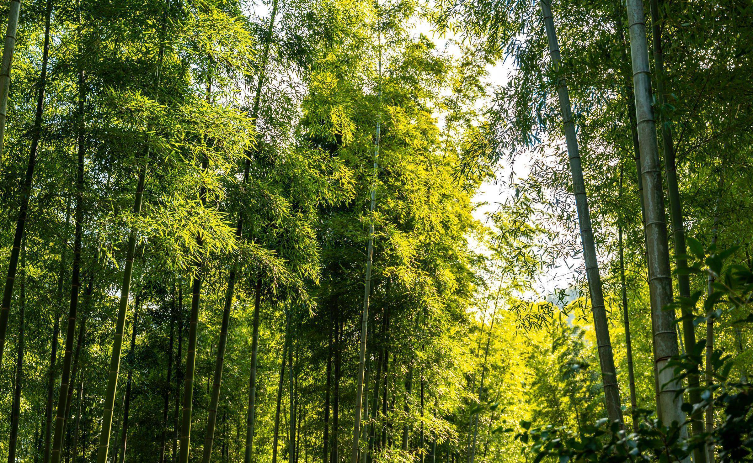 5万亩翠竹,梦幻竹海原来如此美