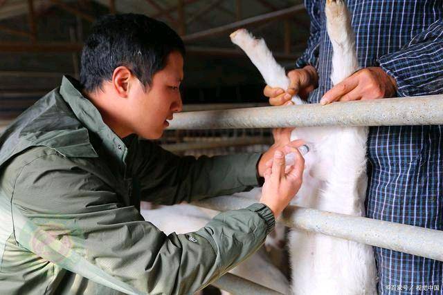 羊肌肉注射部位定位法图片