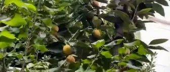 惊呆!石家庄一幼儿园种30多种花果树木,上学实现“水果自由”!_南方_小朋友们_网友