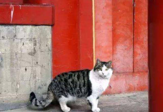 故宫里有上百只猫保安，全凭自己实力生活，不会破坏任何古建筑