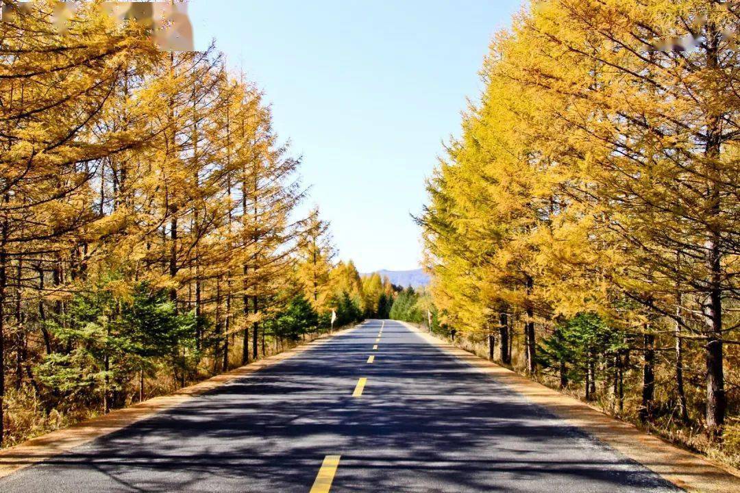 醉美乌带路_公路_秋色_森林