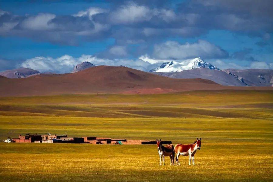 西藏这个草原，一到秋天就美哭了世界！