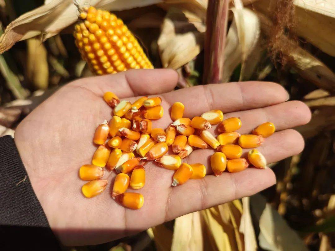 农华221虞城县深秋霸气迎丰收!_种植_籽粒_品种