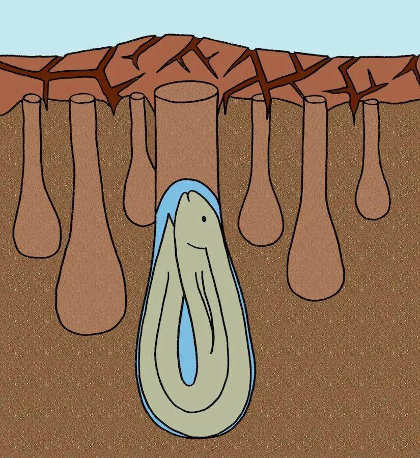 休眠_脊椎动物_肺鱼