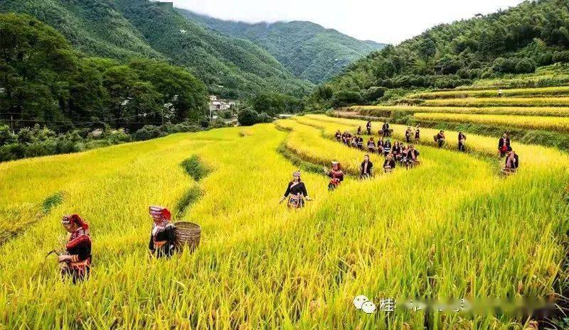 【喜迎二十大】兴安县华江瑶族乡:乡村美 产业兴 百姓乐_建设_康养