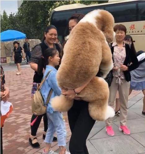 美女抱的泰迪布偶很抢眼,路人纷纷走近看,下一秒全都笑喷了_狗狗_世界