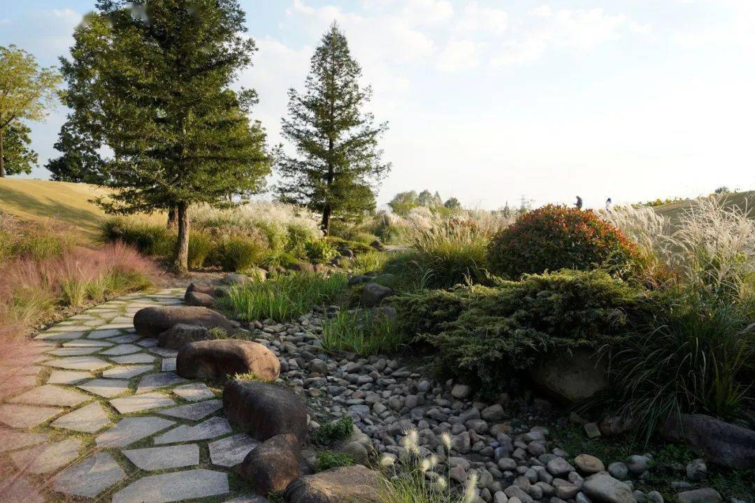 上海辰山植物园旱溪花境秋季景观赏析_进行_园林_时刻