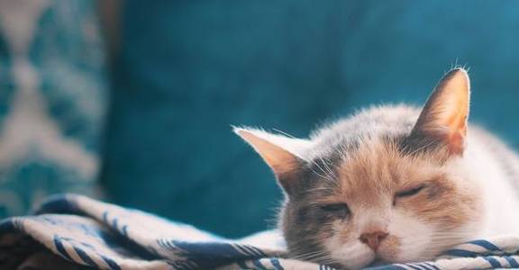 你的猫有着怎样的睡眠姿势？这三种表现不一般，证明猫很爱你