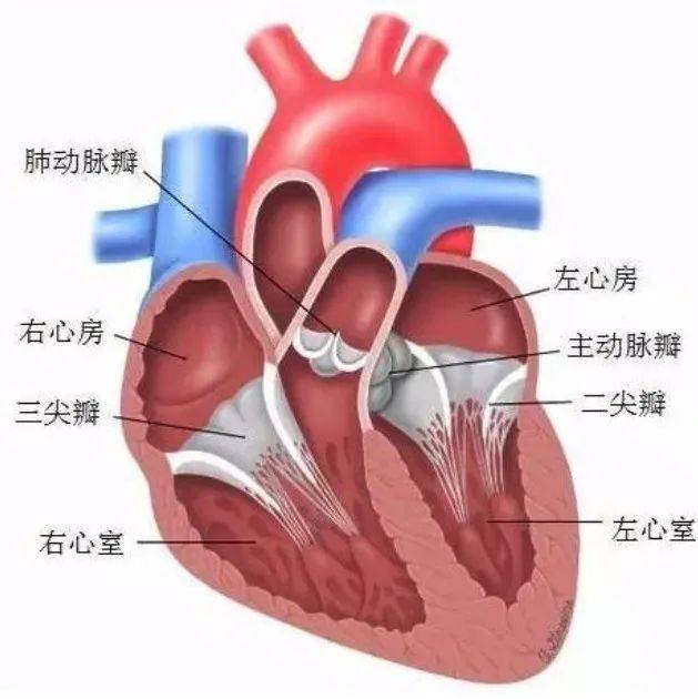 【内脏与疼痛】心脏的各腔_房室_肺动脉_血液