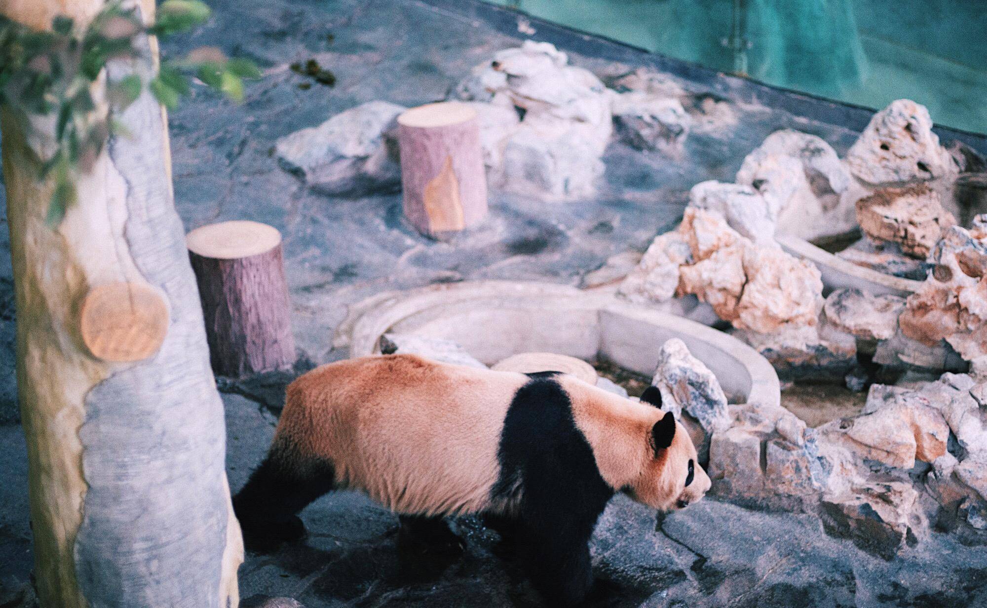 不知道,你有没有听说过浙江德清的这座下渚湖熊猫园?对这两只大