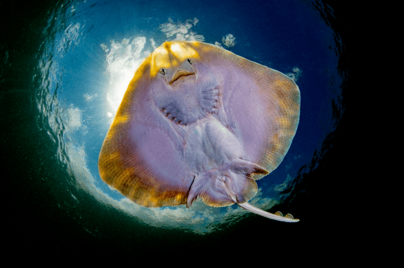 荣誉提名海天使的面孔 08 nicholas samaras荣誉提名嗨!