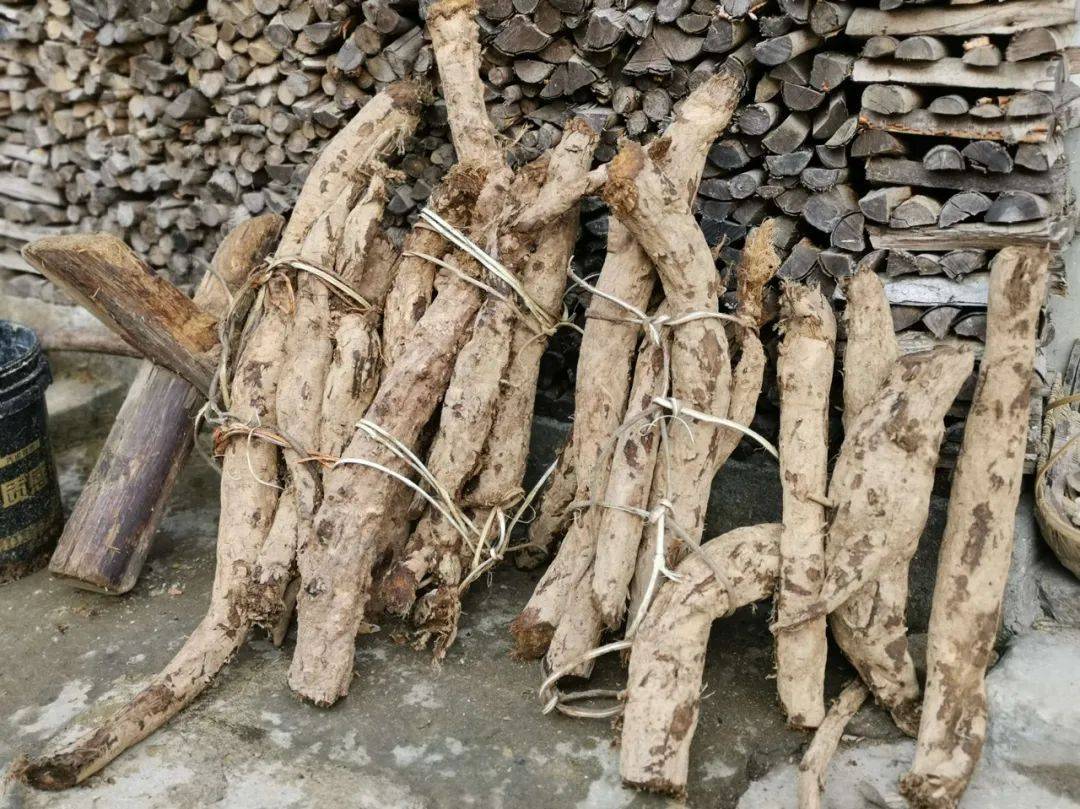 根曾是救饥粮,花还是"解酒神器",若遇到可别错过_葛根_葛花_葛粉