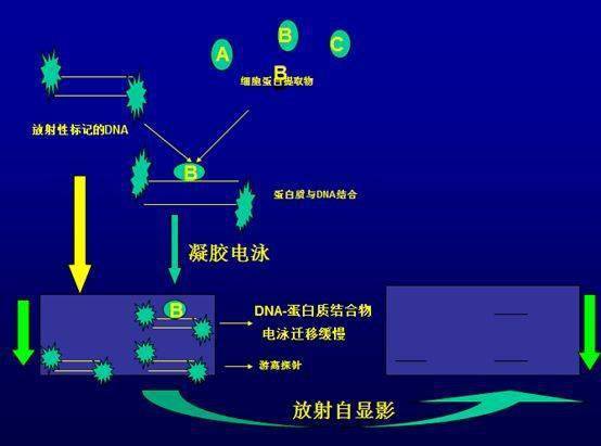 一文搞定凝胶迁移实验（EMSA）_探针_标记_反应