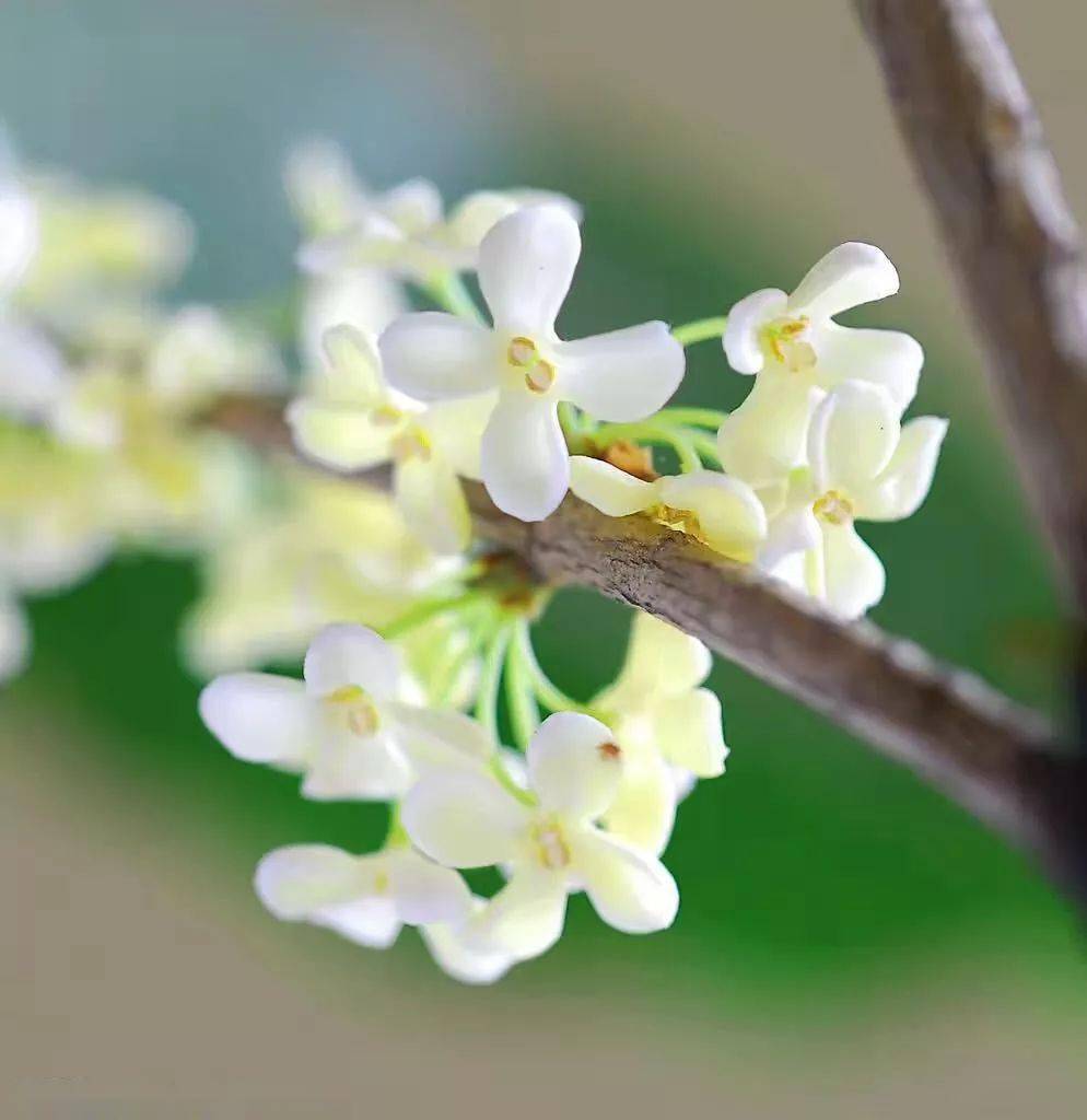 中国十大名花万万没想到第一名竟是她
