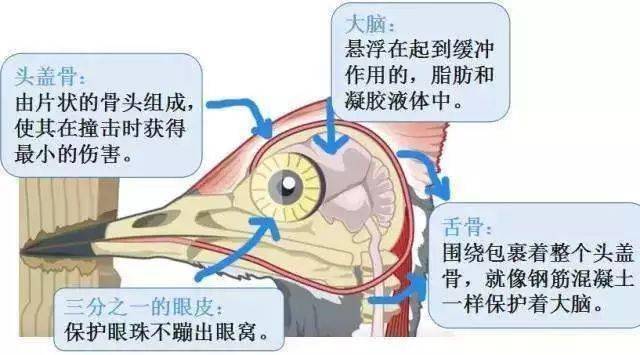 史上最愚笨的违章：戴了平安帽却当场被砸灭亡！平安帽不标准佩带=没戴！