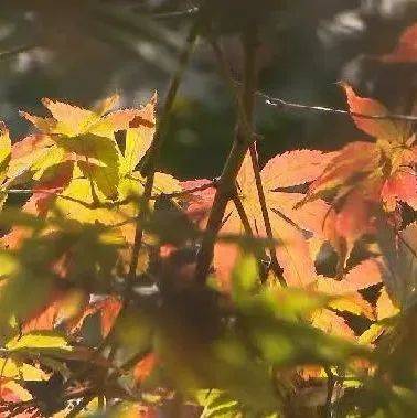 冷空气已在路上!苏州的赏枫季也来了!_气温_影响_枫叶