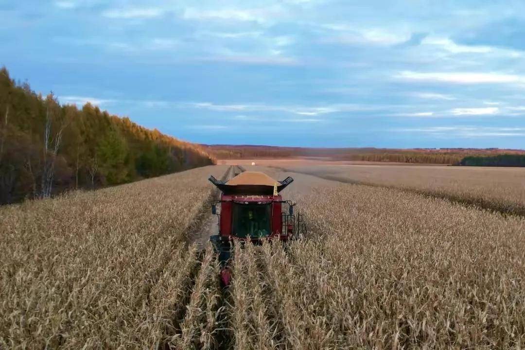 长水河农场:实现粮食集团化运营"开门红"_销售_收获_收购