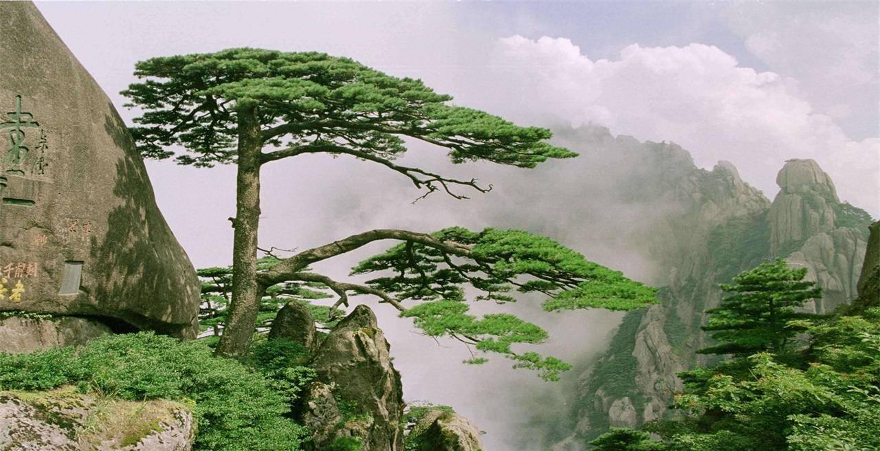 作为黄山风景区内一处非常特别切,具有标志性的景点,黄山迎客松悠久的