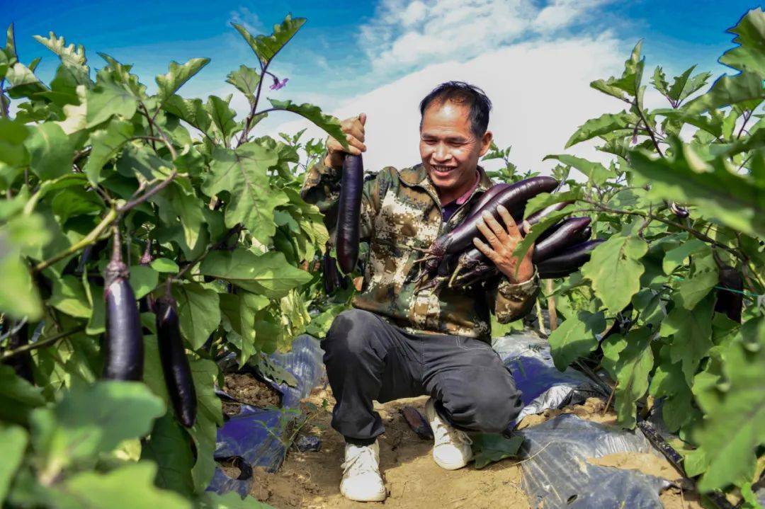 10月10日,记者在位于良江镇独女村的茄子种植基地看到,一个个饱满的