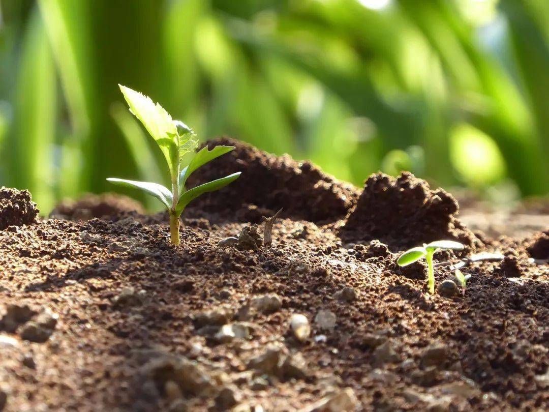 土壤微生物对植物大,中,微量元素的转化作用_循环_进行_硝酸盐
