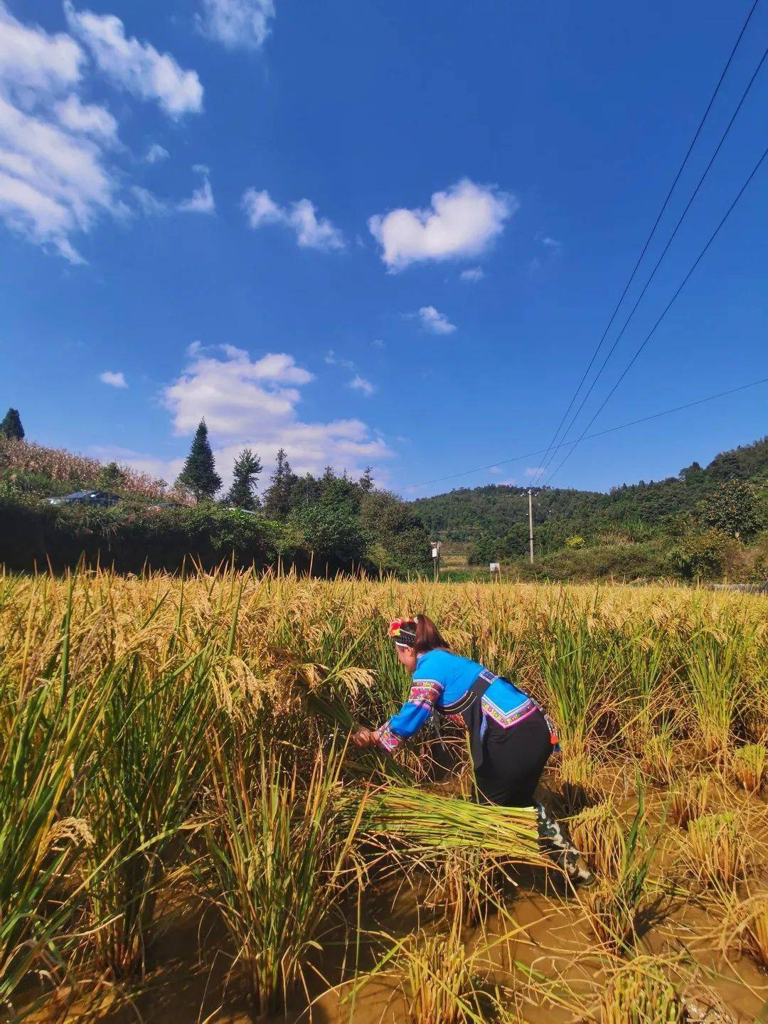 "禾下乘凉梦"成真!袁隆平"巨型稻"在苗乡马关试种成功_种植_水稻_杂交