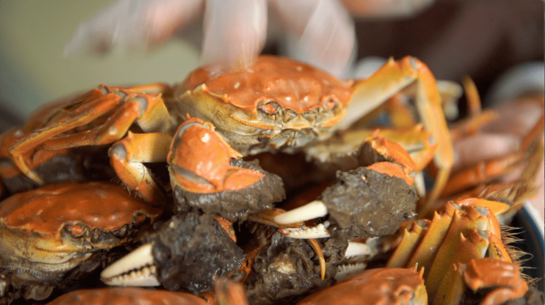 在宁河,有这么一个团队,用小螃蟹撬动大产业,势必要将七里海河蟹
