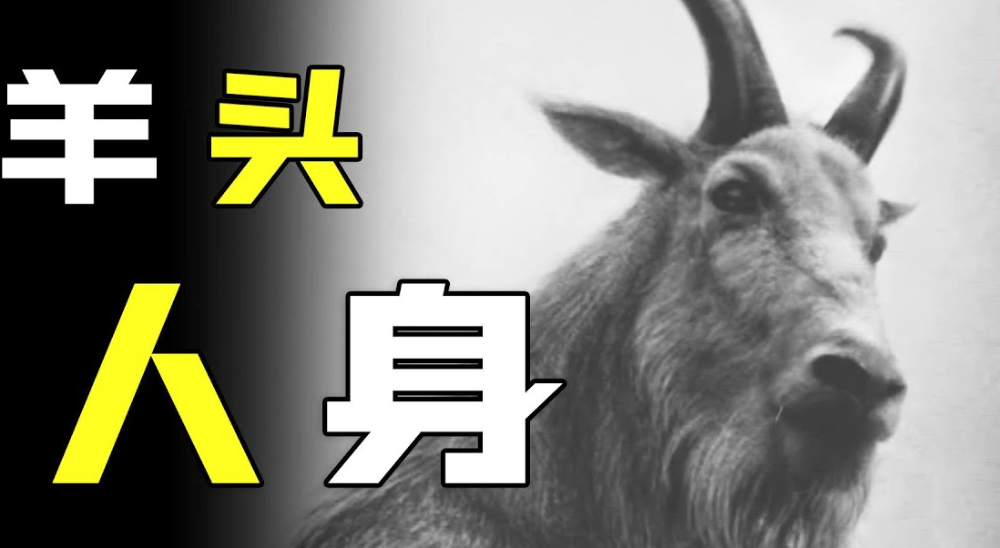 羊真的是魔鬼化身吗?日本农场黑羊学人类行走