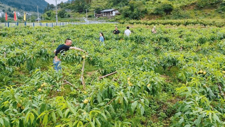 丰都县三建乡图片