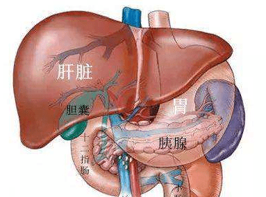 肝胆胰腺的位置图片图片